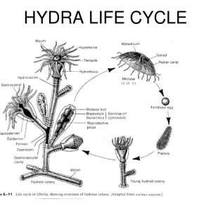 hydra-life-cycle-l (1).jpg