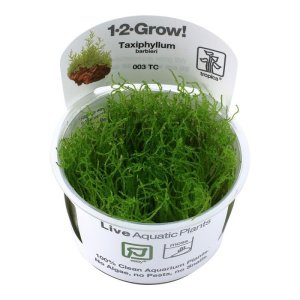 tropica-taxiphyllum-barbieri-java-moss-1-2-grow.jpg