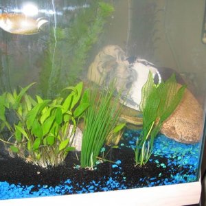 fishtank10.jpg