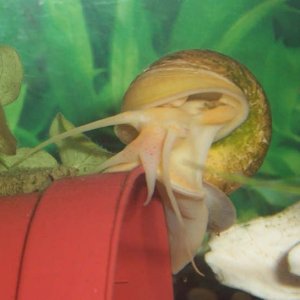 snail18gd.jpg