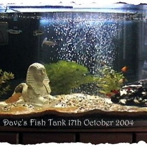Fish_Tank.jpg