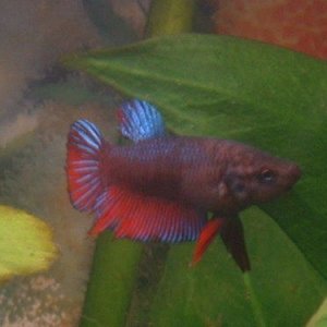 female_betta3.JPG