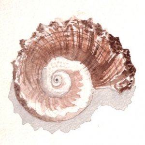 Shell1.jpg