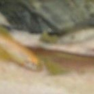 yellow_danio.jpg