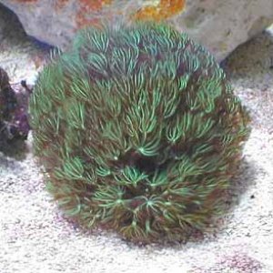 greenstarpolyps.jpg