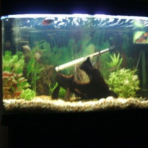 tank_with_my_fish_that_seem_very_happy_005.jpg