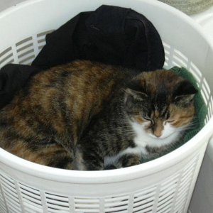 Cat_in_Clothes_Basket.jpg