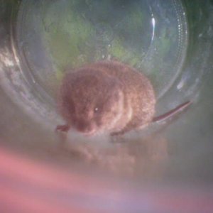 Vole_at_the_back_of_jar.jpg