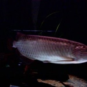 new_arowana_3.jpg