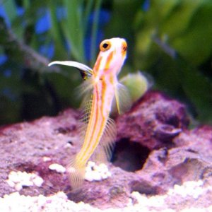 goby.jpg