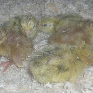 chicks_1.jpg