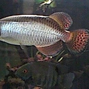 arowana_7.jpg