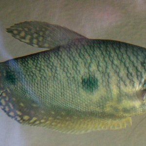 blue_gourami_male.jpg