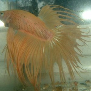 yellow_crowntail.jpg