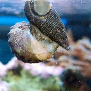 snails_sm.jpg