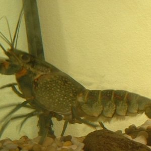 lobster.JPG
