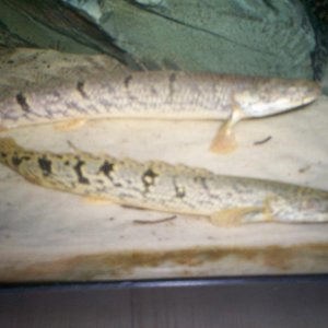 2bichir.JPG