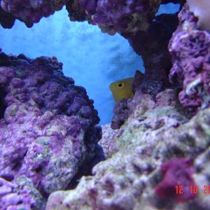 new_corals_4_006.jpg