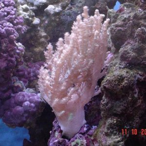new_corals_3_028.jpg