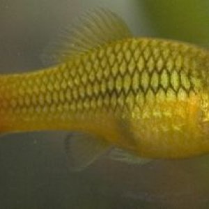 platy2.jpg