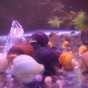 my_snails.JPG