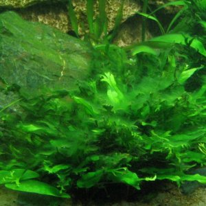 algae_004.JPG