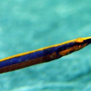 pipefish.jpg