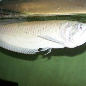 silver_arowana_new_2.jpg