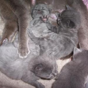 kittens010.jpg
