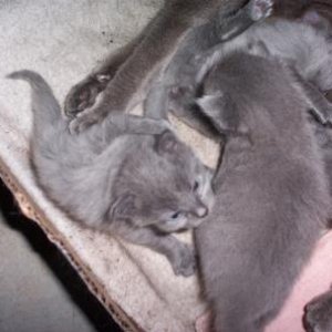 kittens011.jpg