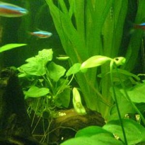 cardinal_tetras__small.JPG