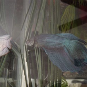 Swordtail__Honey_Gourami_and_Tank_022.jpg