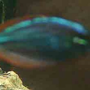 dwarf_rainbowfish_b.jpg