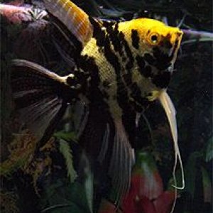 Angelfish2.jpg