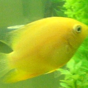 Male_Severum.JPG