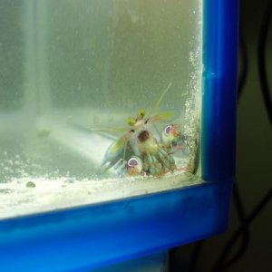 Mantisshrimp8.JPG