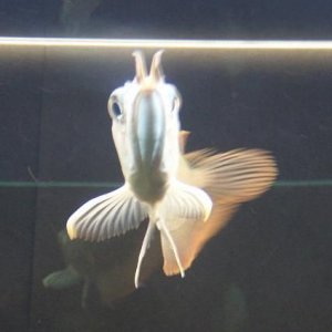 Silver_Arowana_043.jpg