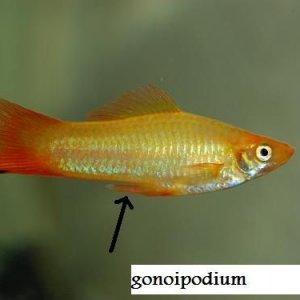 swordtail2.jpg