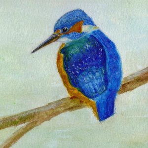 kingfisher_watercolour_2__crop___Medium_.jpg