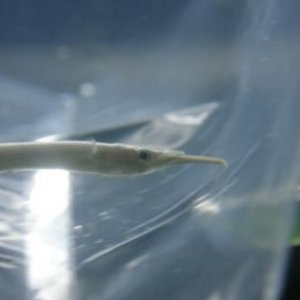 halfbeak1.jpg