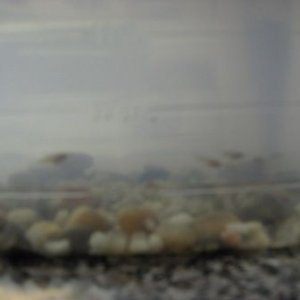 Baby_fish__at_least_5_weeks_old__001.jpg