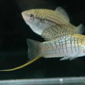 Xiphophorus_nezahualcoyotl.jpg