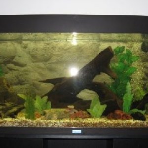 fishtank2.jpg