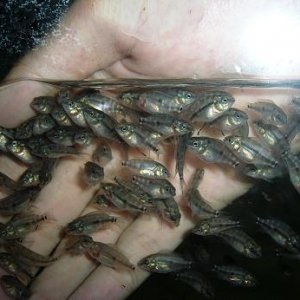 baby fishes3.JPG