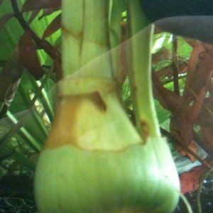 onionplant.jpg