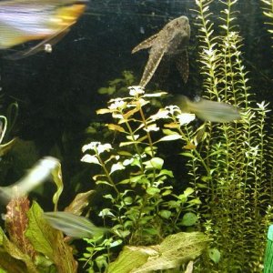 aquarium 005.JPG