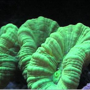 reef1_239.jpg