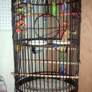 bird_cage.JPG