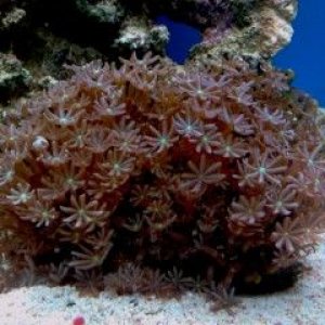 UID Coral 1600x1200.jpg