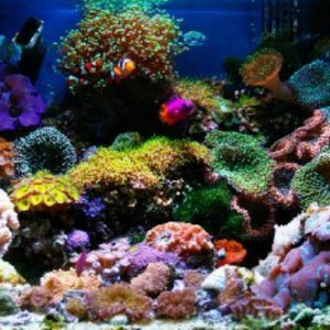 nano-reef-tank1.jpg